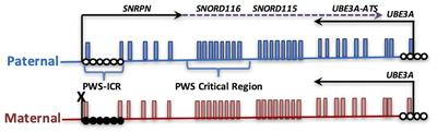 Epigenetics in Prader-Willi Syndrome